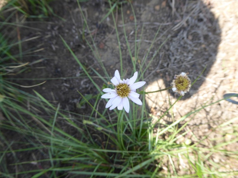 Afroaster hispidus photo 7