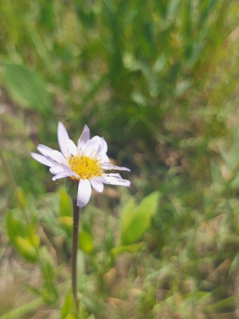 Afroaster hispidus photo 8