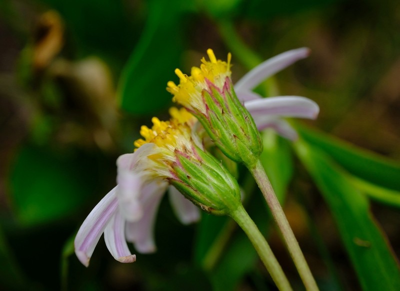 Afroaster laevigatus