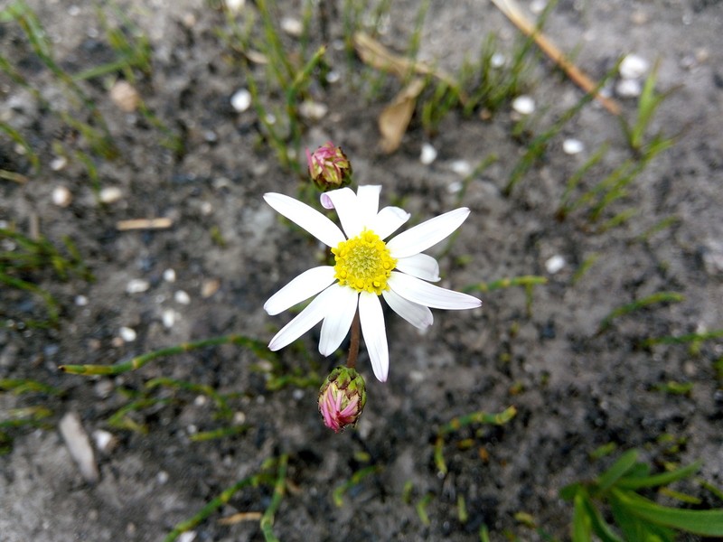 Afroaster laevigatus photo 3