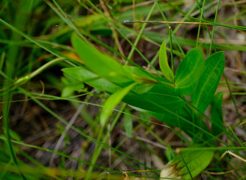 Afroaster laevigatus photo 4