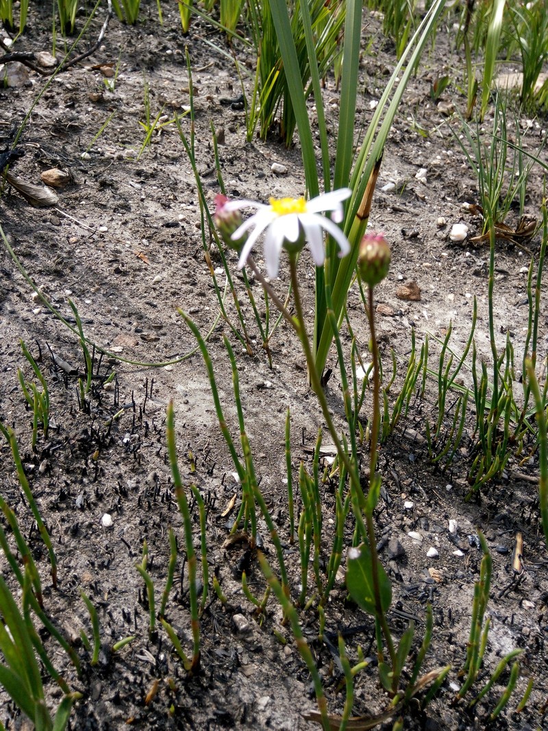 Afroaster laevigatus photo 6