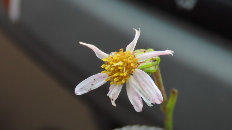 Afroaster laevigatus photo 7