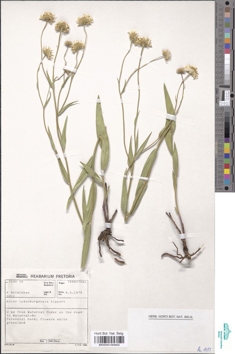 Afroaster lydenburgensis photo 2