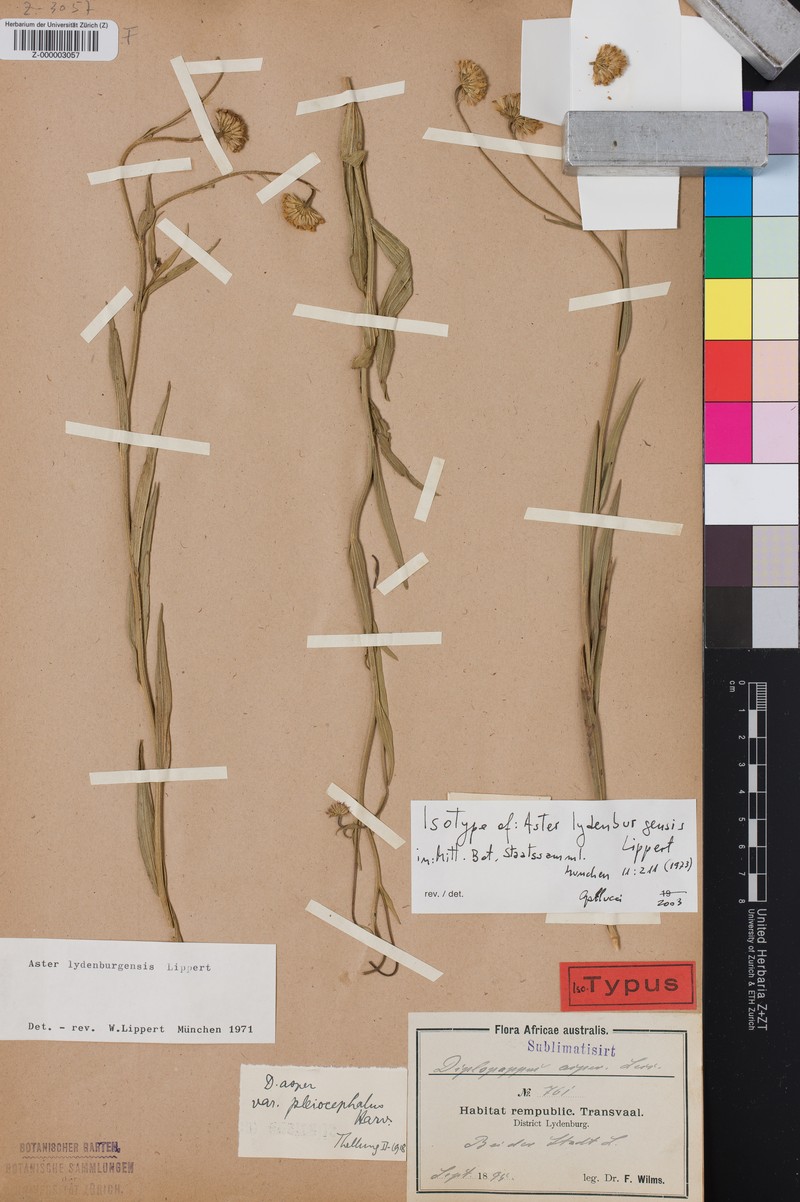 Afroaster lydenburgensis photo 3