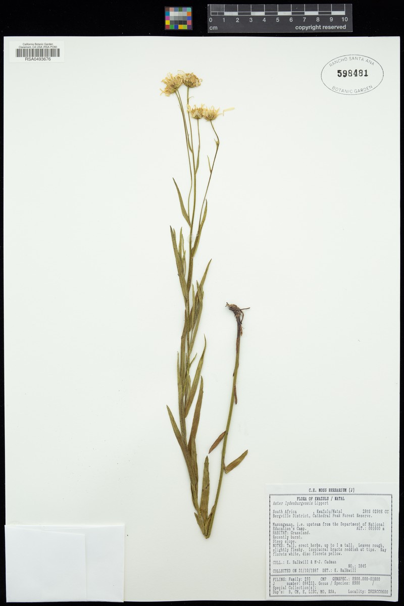 Afroaster lydenburgensis photo 4