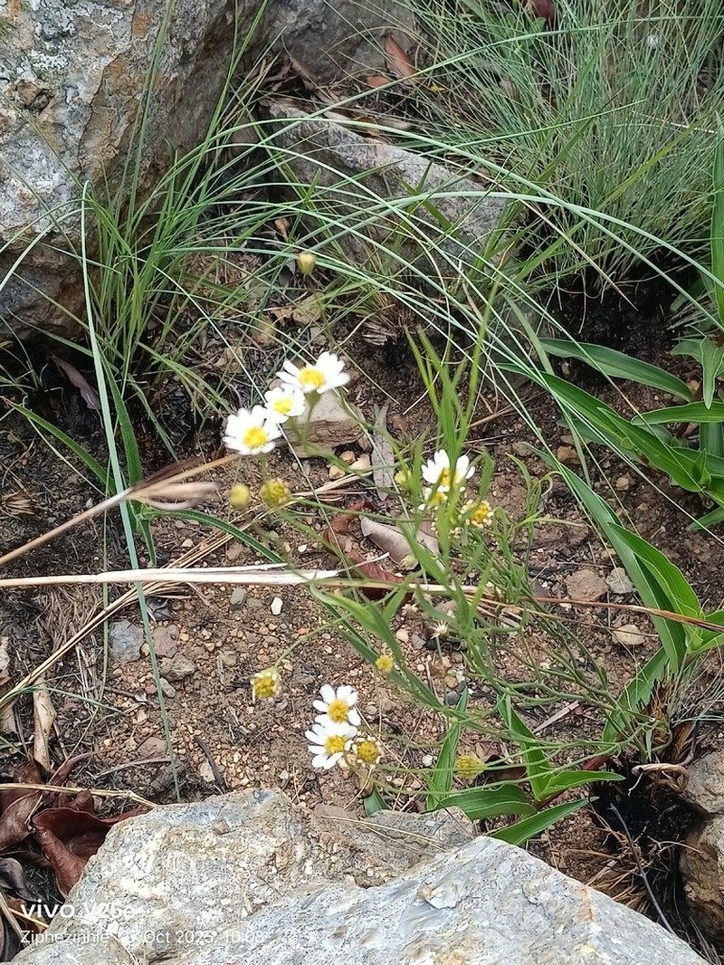 Afroaster lydenburgensis