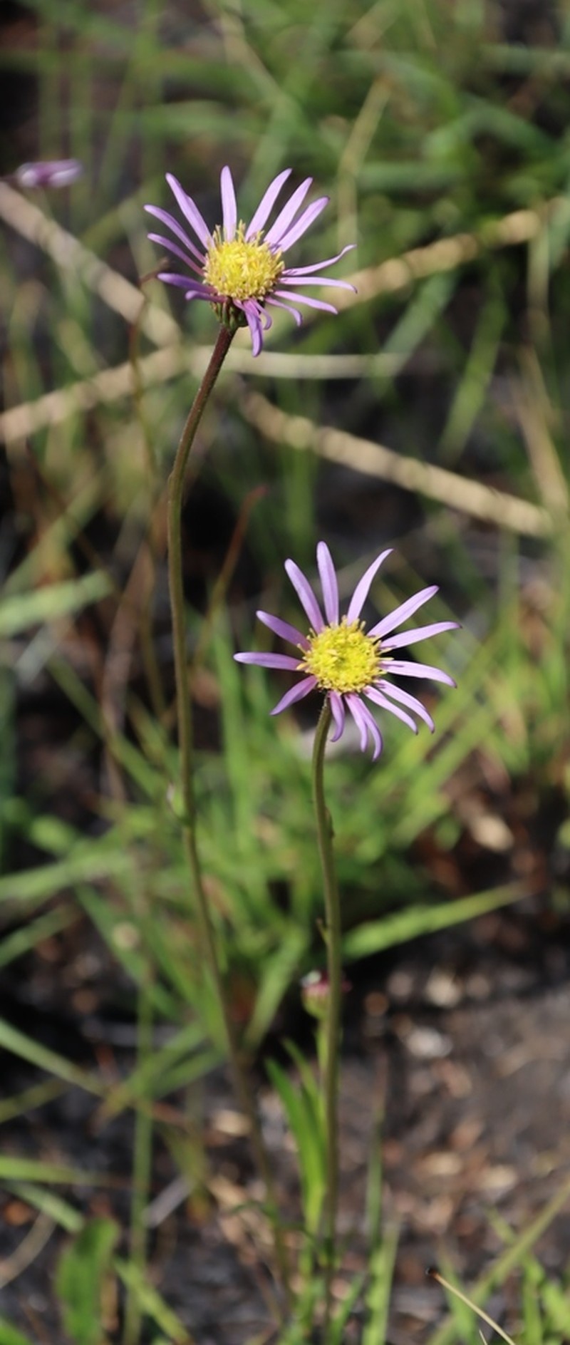 Afroaster milanjiensis