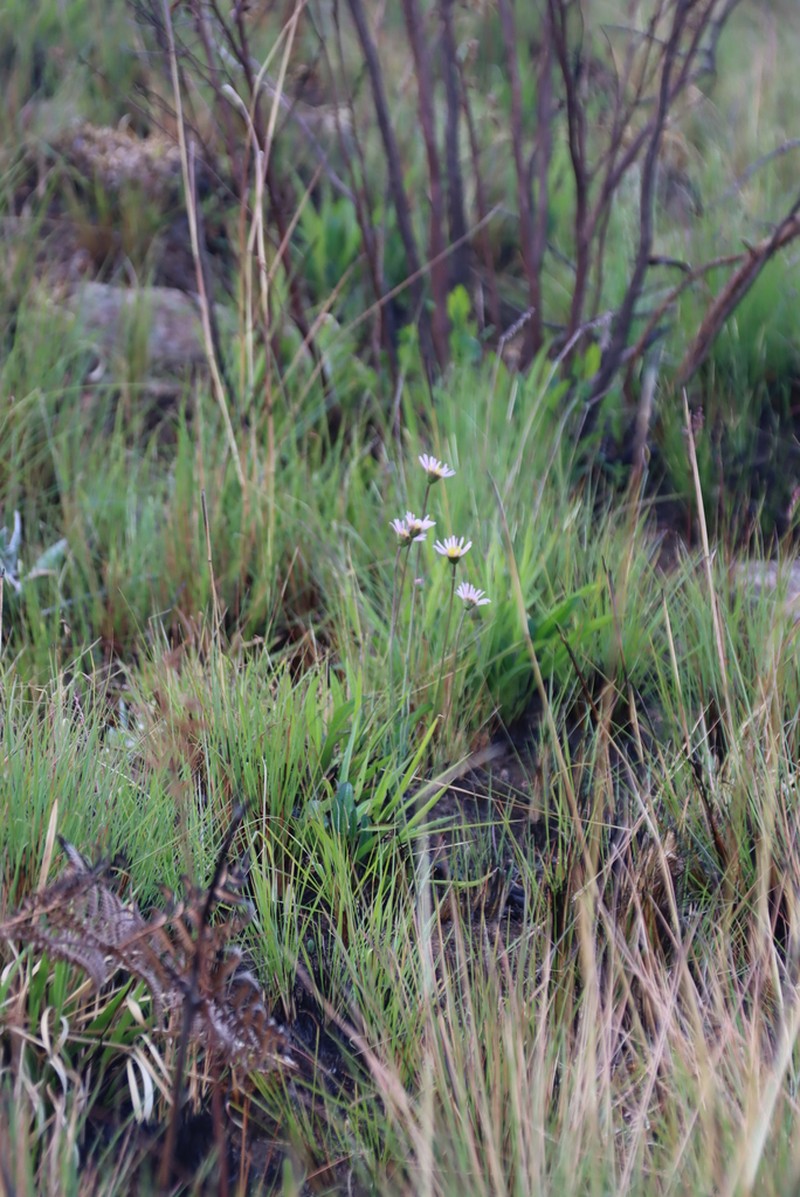 Afroaster milanjiensis photo 2