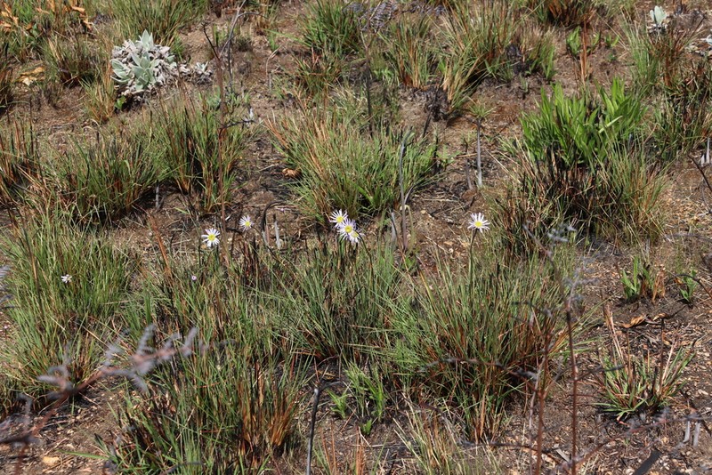 Afroaster milanjiensis photo 3