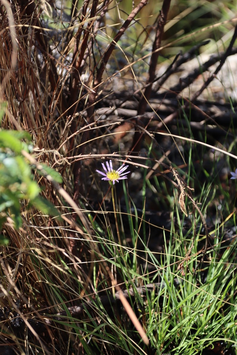 Afroaster milanjiensis photo 4
