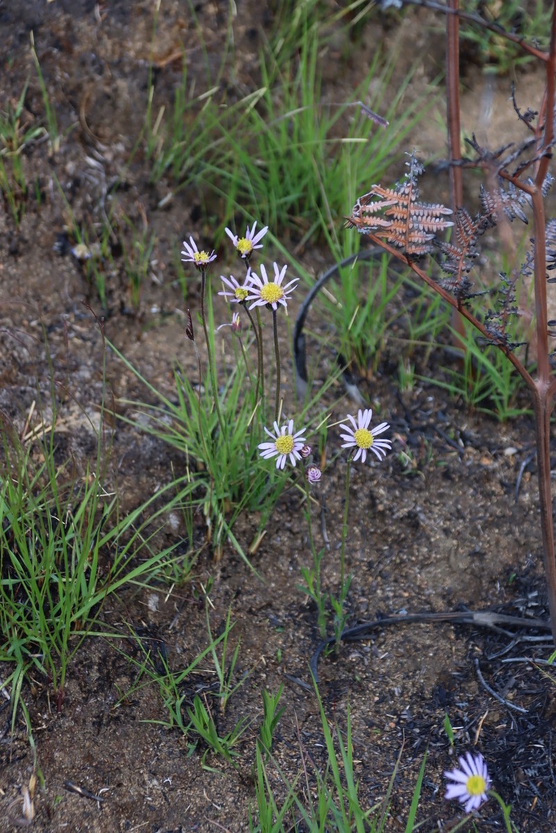 Afroaster milanjiensis photo 5
