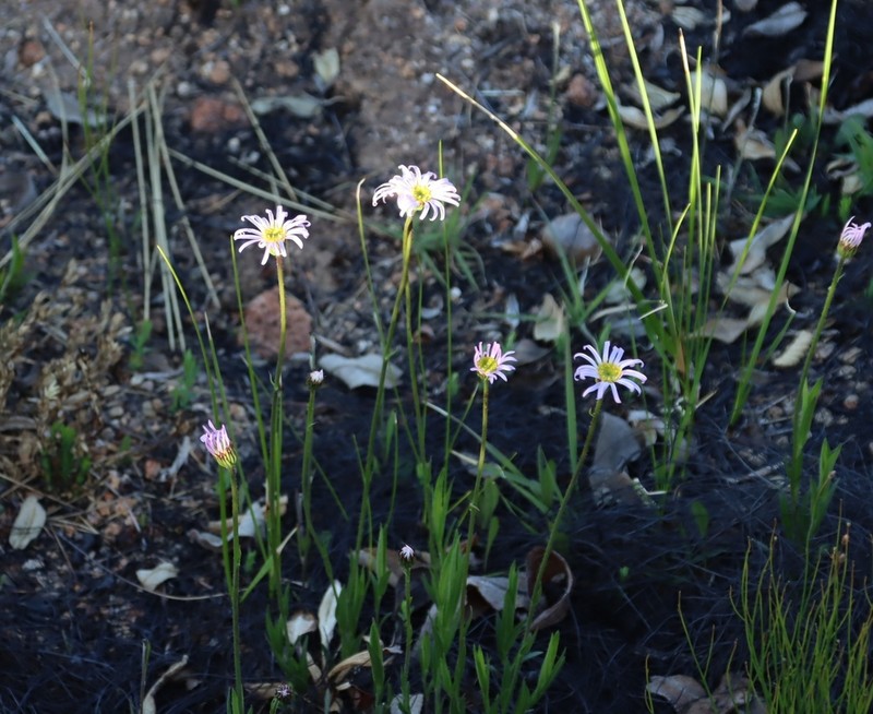 Afroaster milanjiensis photo 6