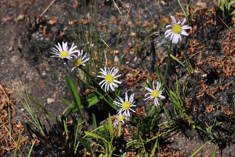Afroaster milanjiensis photo 7