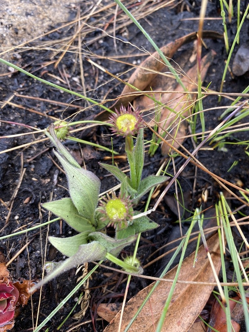 Afroaster nubimontis