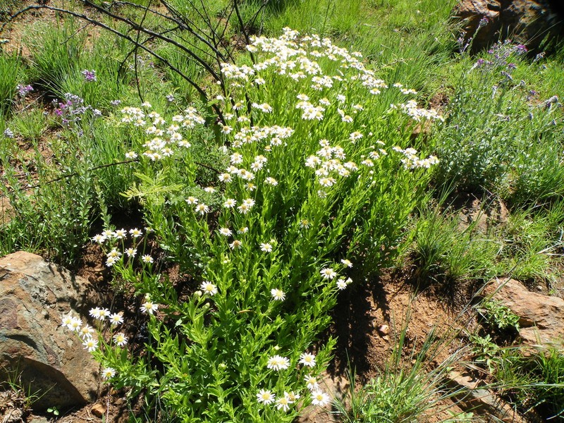 Afroaster peglerae