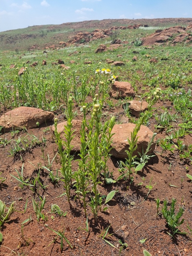 Afroaster peglerae photo 2