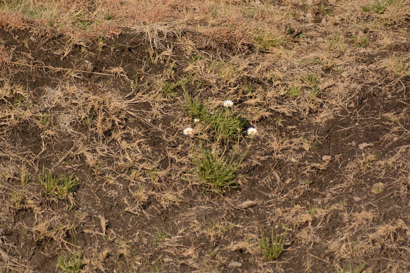 Afroaster peglerae photo 3