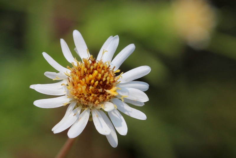 Afroaster peglerae photo 4
