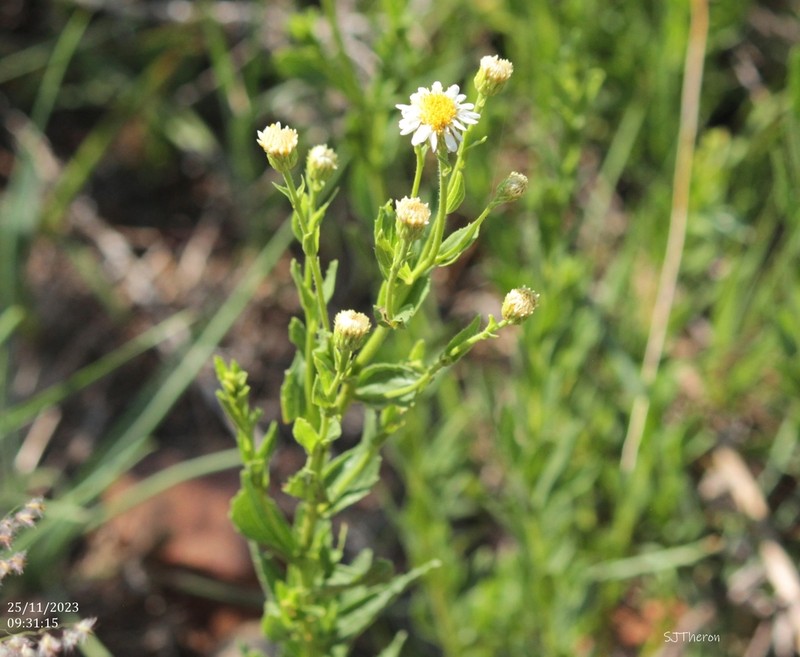 Afroaster peglerae photo 5