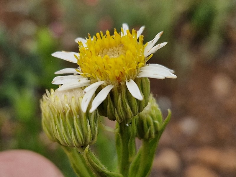 Afroaster peglerae photo 6