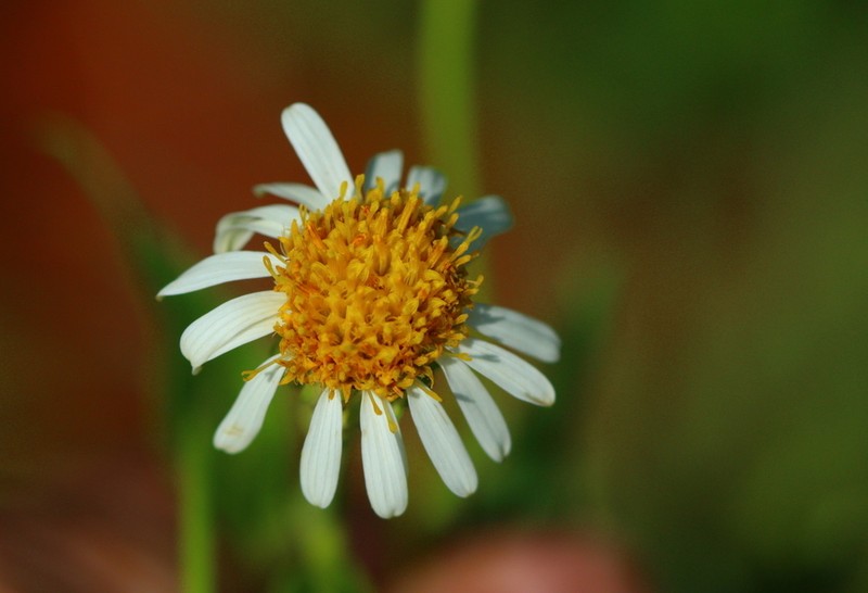 Afroaster peglerae photo 7