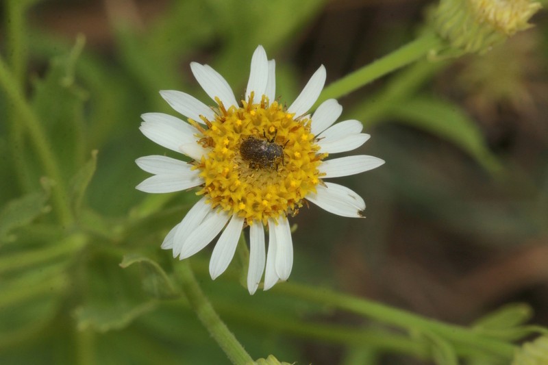Afroaster peglerae photo 8