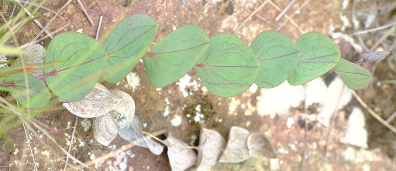 Afroaster perfoliatus