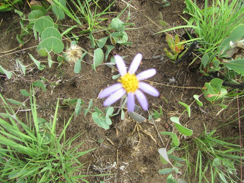 Afroaster perfoliatus photo 2