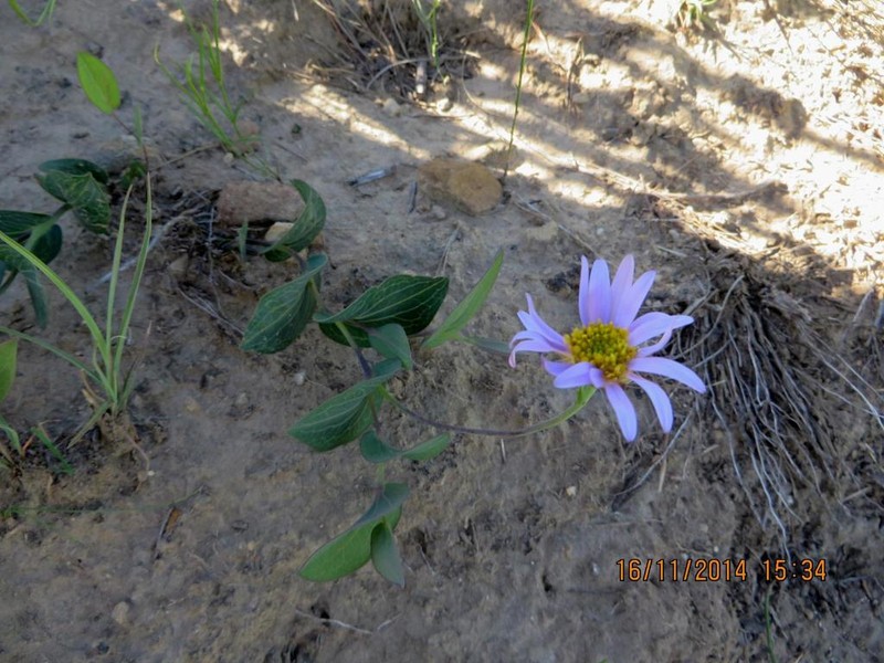 Afroaster perfoliatus photo 3