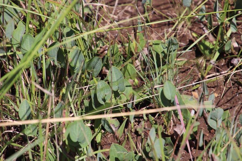 Afroaster perfoliatus photo 4