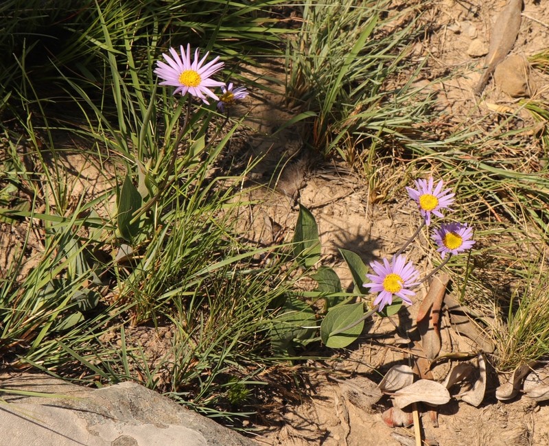 Afroaster perfoliatus photo 5