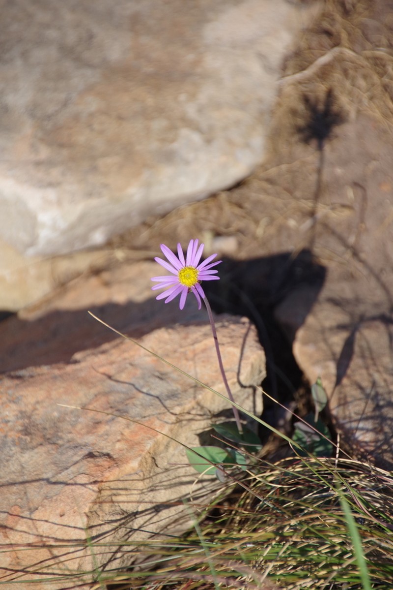 Afroaster perfoliatus photo 6