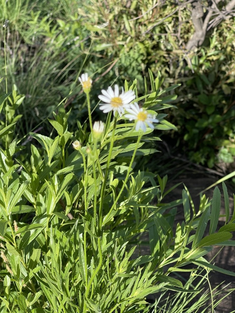 Afroaster pleiocephalus photo 2