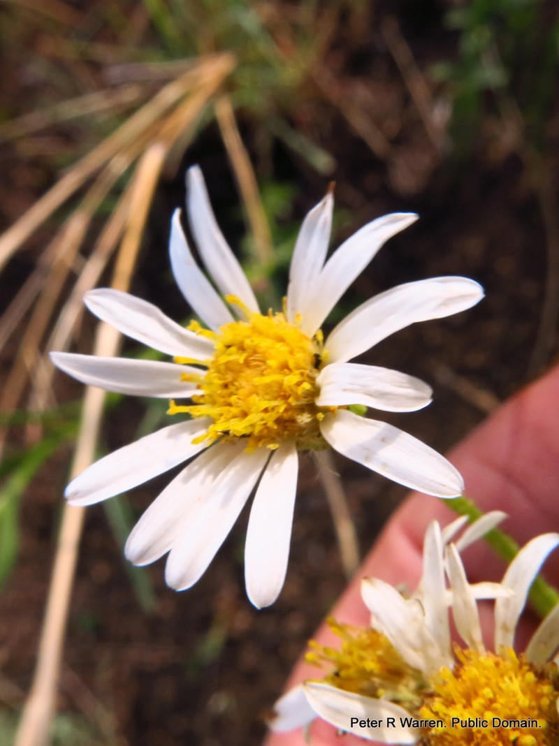 Afroaster pleiocephalus photo 3