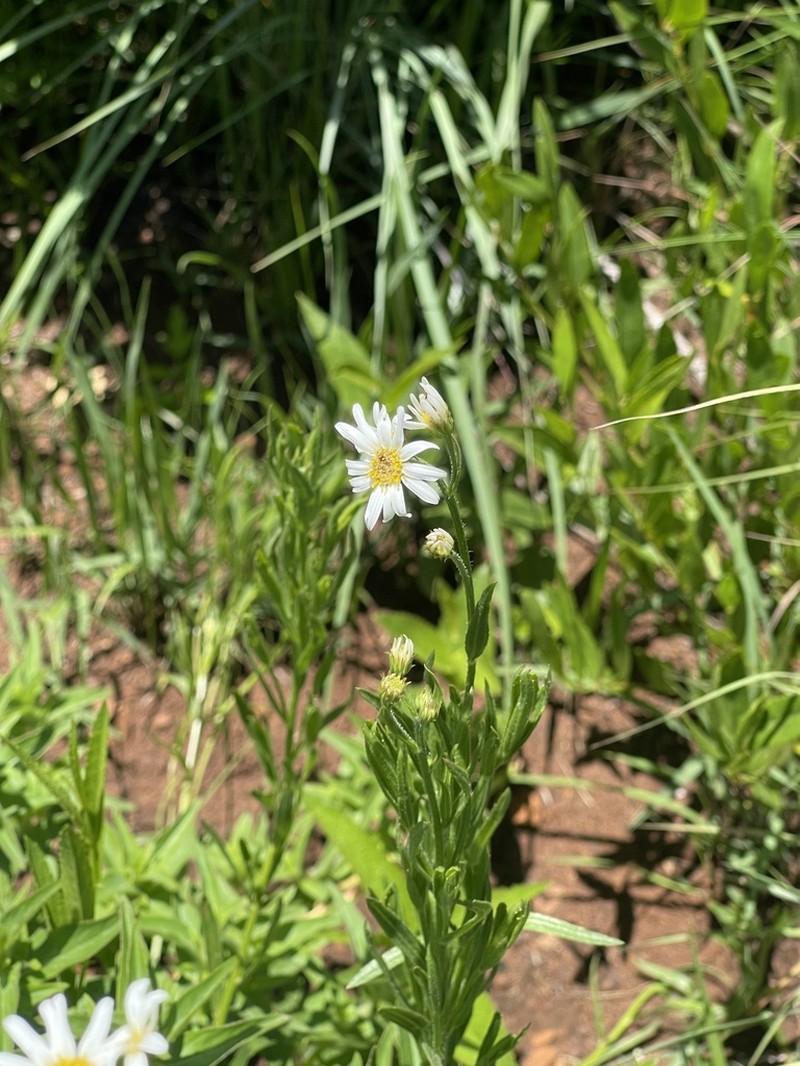 Afroaster pleiocephalus photo 4