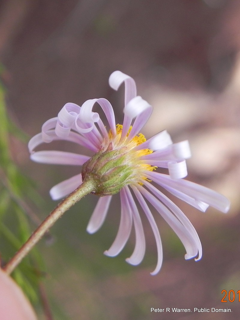 Afroaster pleiocephalus photo 5