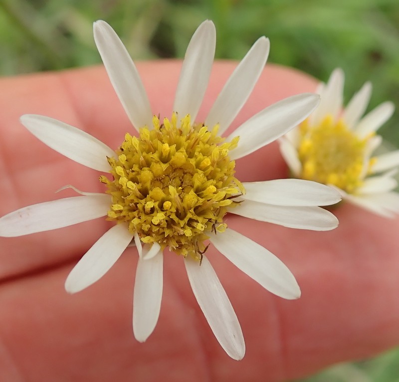 Afroaster pleiocephalus photo 6