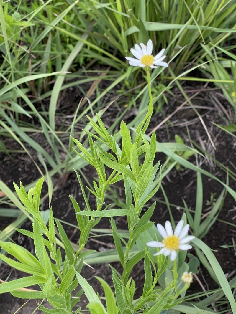 Afroaster pleiocephalus photo 7