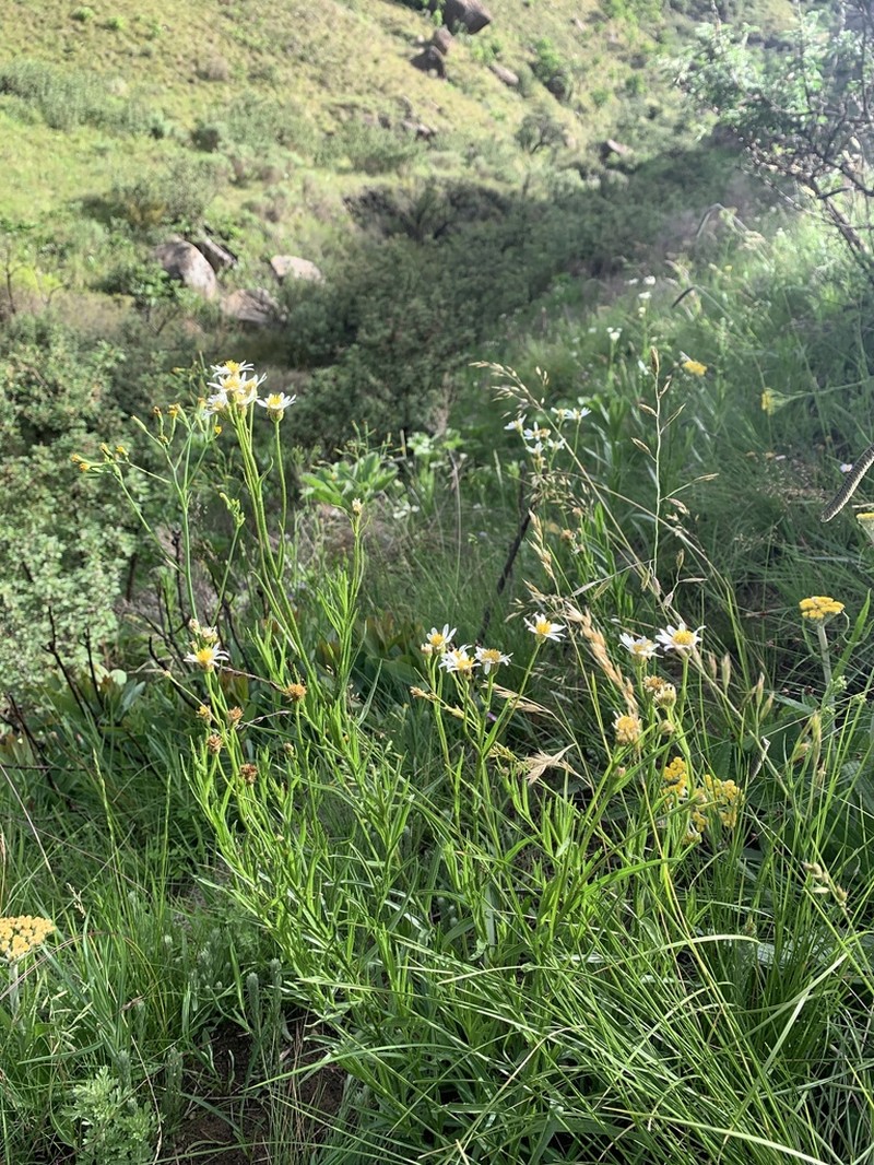 Afroaster pleiocephalus photo 8