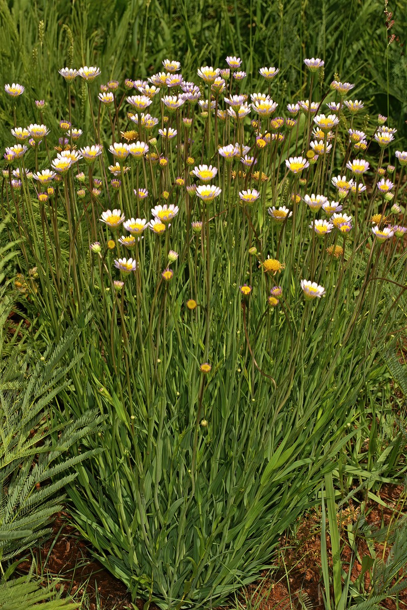Afroaster serrulatus