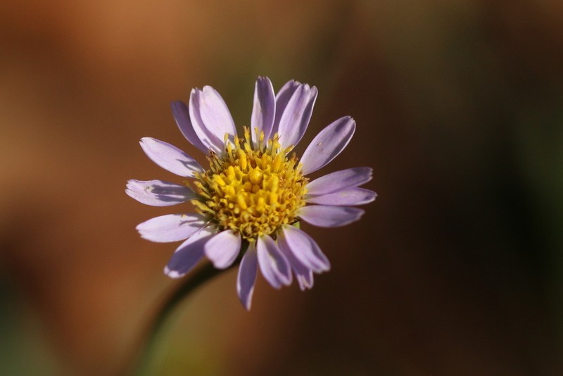 Afroaster serrulatus photo 2