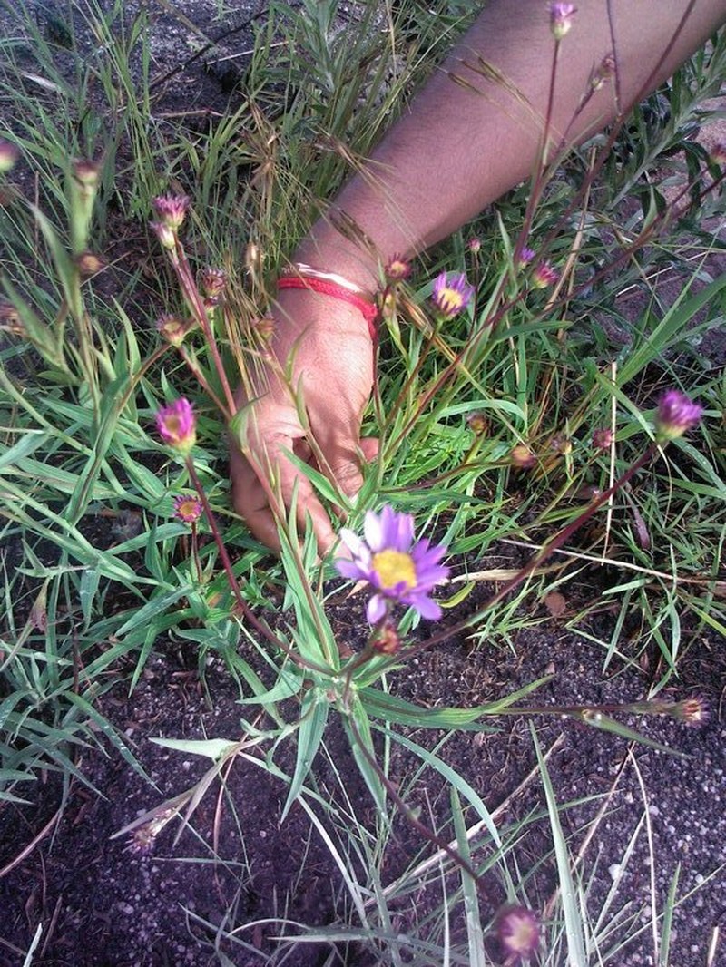Afroaster serrulatus photo 3