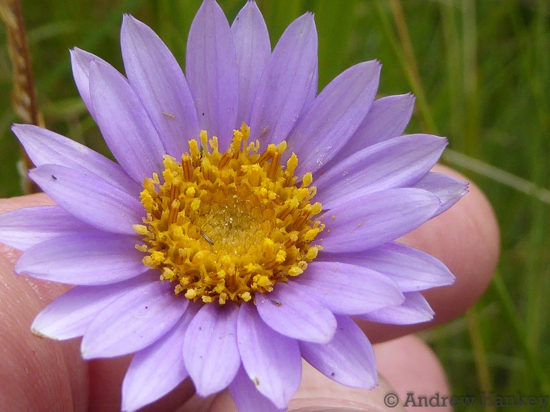 Afroaster serrulatus photo 4