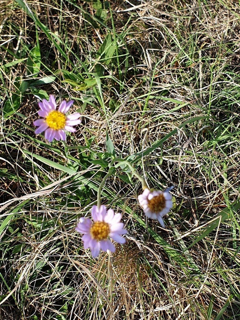 Afroaster serrulatus photo 5