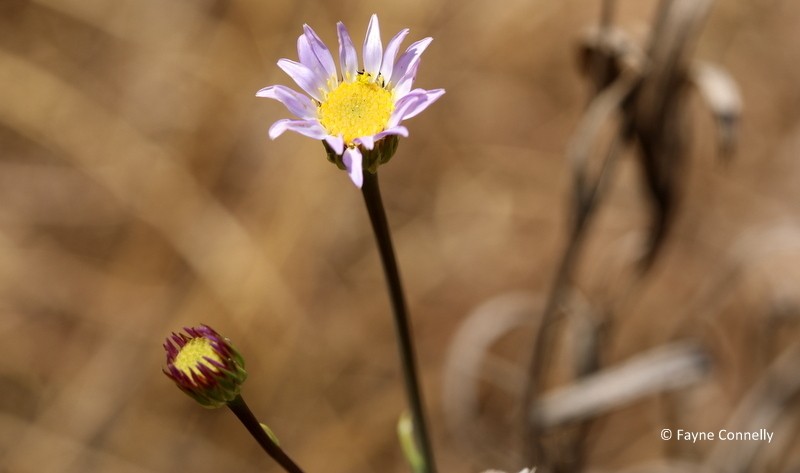 Afroaster serrulatus photo 6