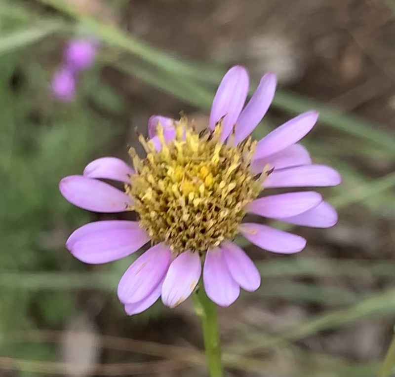 Afroaster serrulatus photo 7