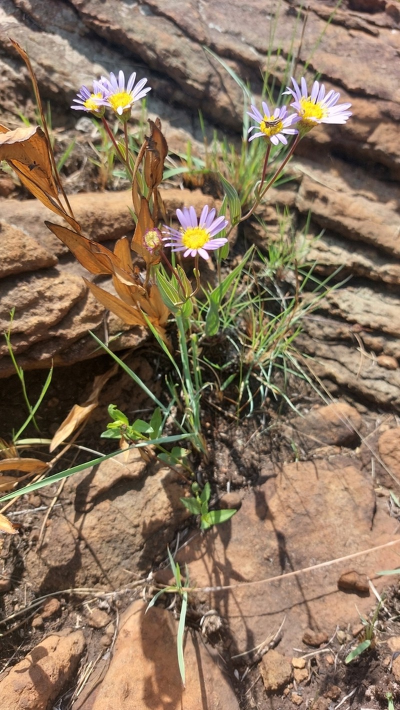 Afroaster serrulatus photo 8