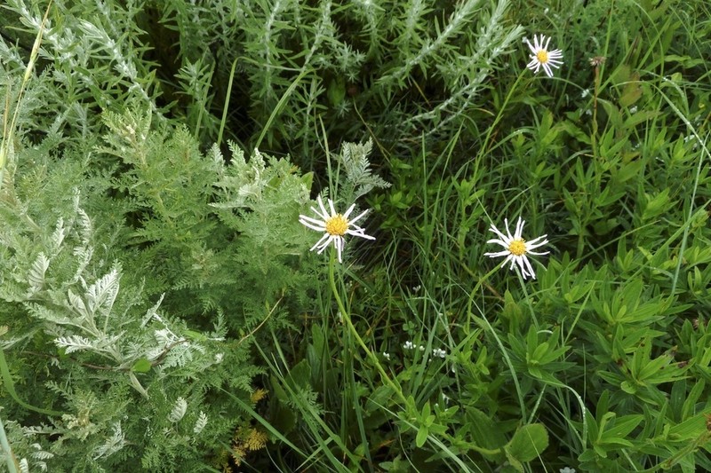 Afroaster tansaniensis