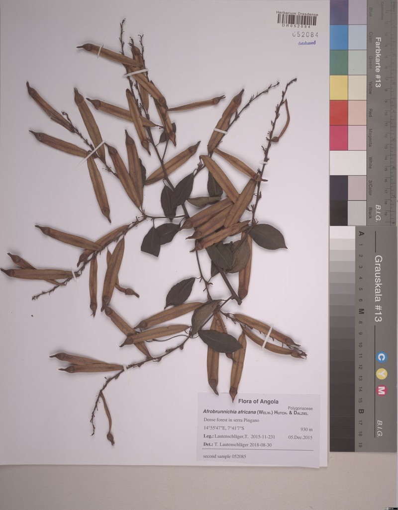 Afrobrunnichia africana photo 3